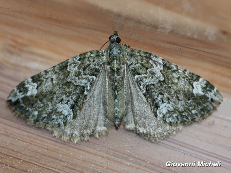 Geometridae da ID - Chloroclysta siterata